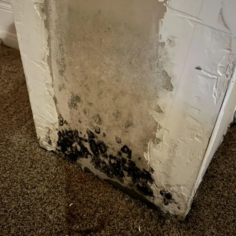 Professional Mold Removal in Marion County, KS
